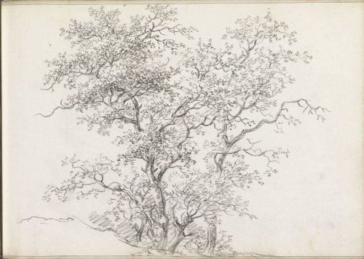 Trees
