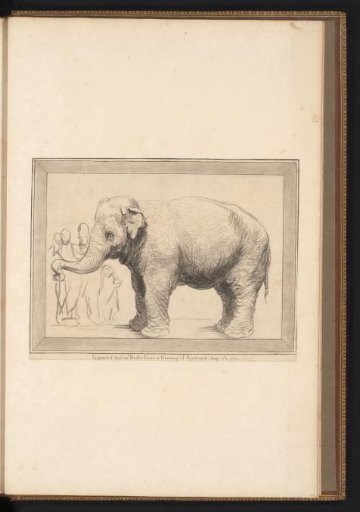 Elephant with onlookers