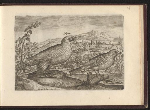 Galgulus (?) and Passer (Sparrow)