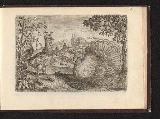 Gallus cornutus (Horned Domestic Rooster) and Gallus Indicus (Indian Rooster, Turkey)