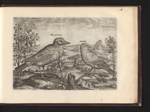 Pica glandaria (Eurasian Jay) and Aurivitis (?)