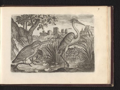Alcedo (Kingfisher) and Ardea (Blue Heron)