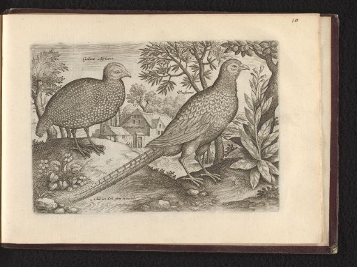 Gallina Africana (African Hen) and Phasianus (Pheasant)