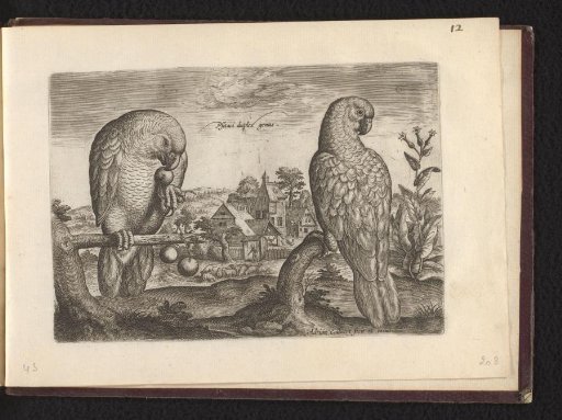 Two species of parrots