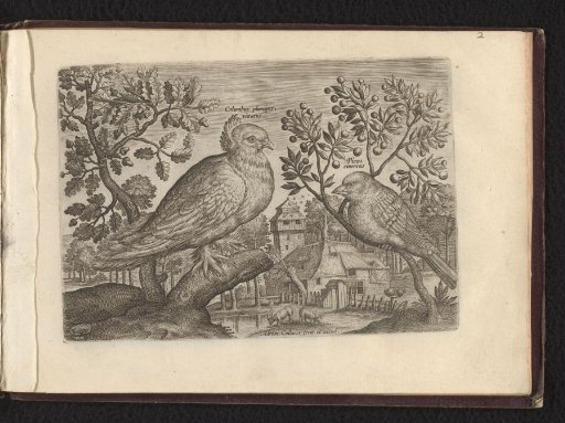 Columbus plumpipes vittatus (Pigeon with Feathered Feet) & Picus cibereus (Woodpecker)