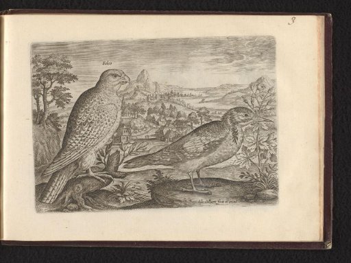 Falco (Falcon)