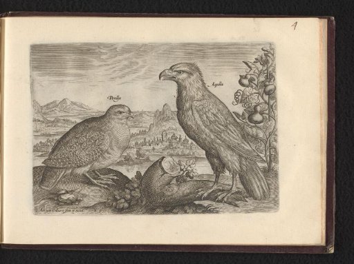 Peridix (Partridge) and Aquila (Eagle)