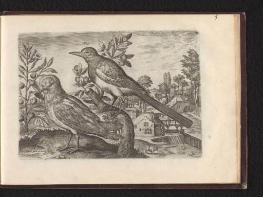 Pica (Magpies)