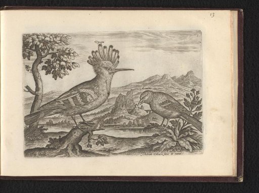 Upupa (Hoopoe) and Acanthis (?)