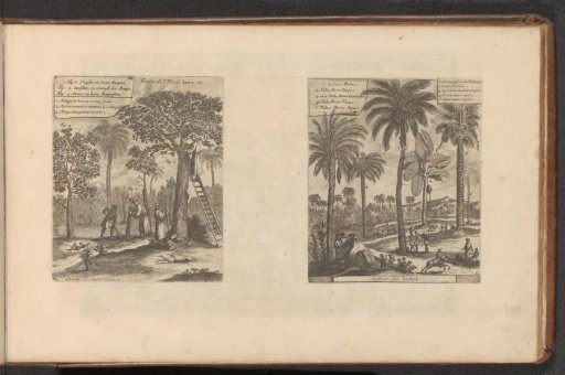 Landscapes with mango trees, coconut trees, and palm trees