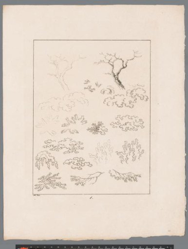 Silhouettes of Various Branches and Shrubs