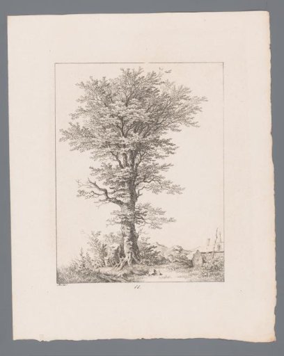 Large tree next to a tree stump