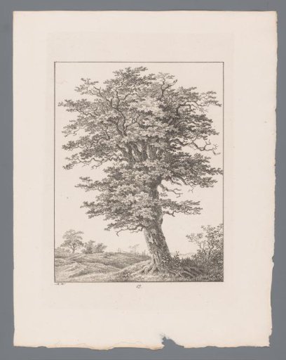 Large tree in a landscape