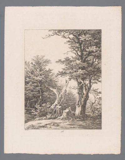 Tree and tree stumps at a forest edge