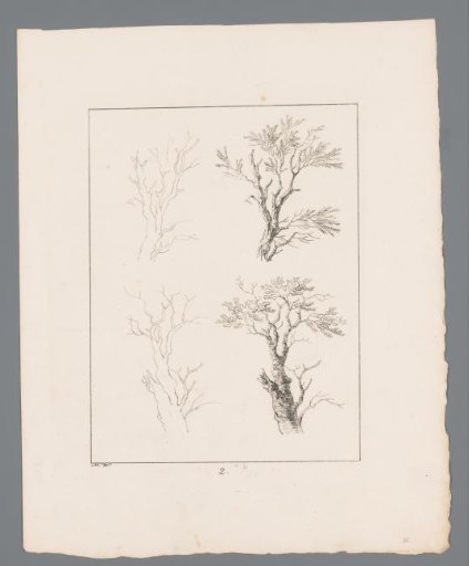 Silhouettes of Tree Branches