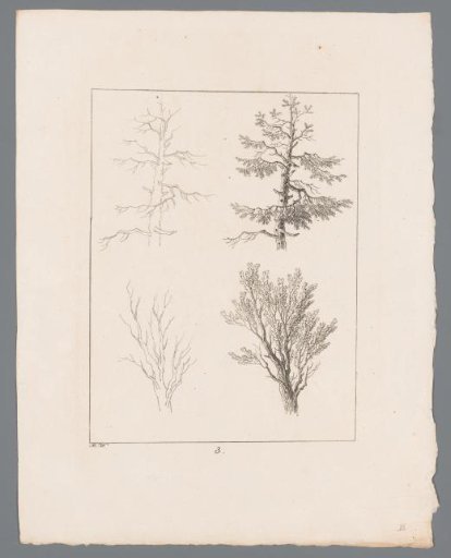 Silhouettes of Tree Tops