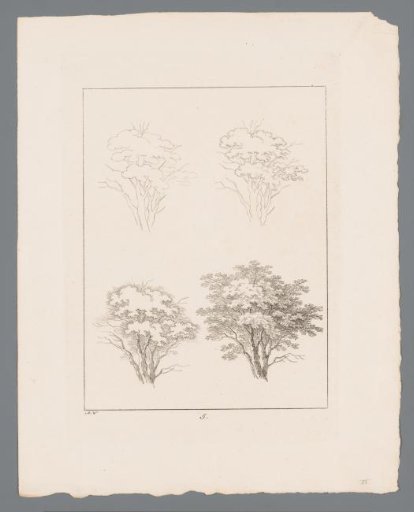 Silhouettes of Tree Tops