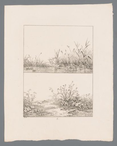 Shore with Reeds and Grass with Thistles