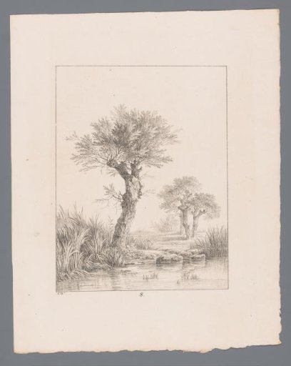 Tree on the bank of a river