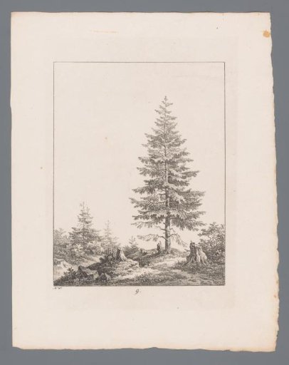 Pine tree between three tree stumps at a forest edge
