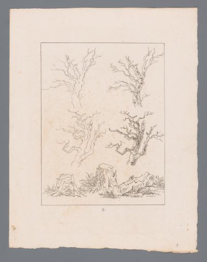 Silhouettes of various branches and tree stumps