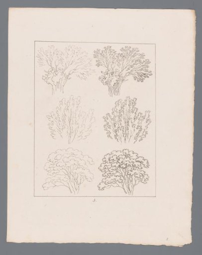 Silhouettes of tree tops
