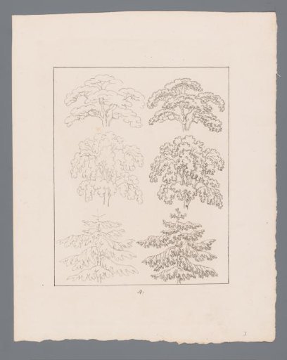 Silhouettes of tree tops