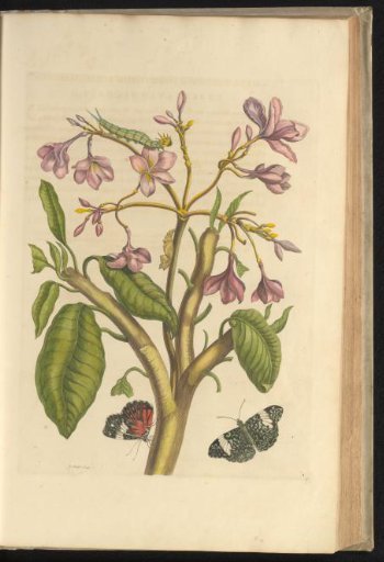 Temple tree (Plumeria rubra) with two butterflies, caterpillar and pupa