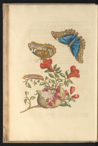 Pomegranate (Punica granatum) with two butterflies, caterpillar and pupa