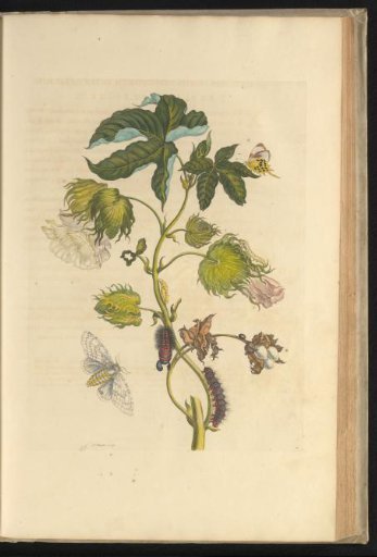 Cotton plant (Gossypium barbadense) with butterflies, caterpillars and pupae