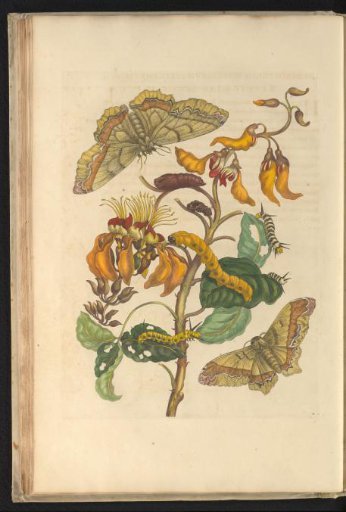 Coffee mama (Erythrina fusca) with butterflies, caterpillars and pupa