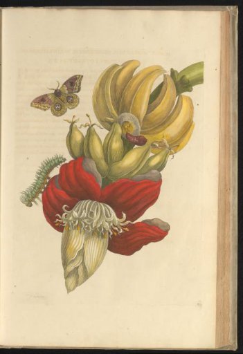 Banana (Musa) with butterfly, caterpillar and pupa