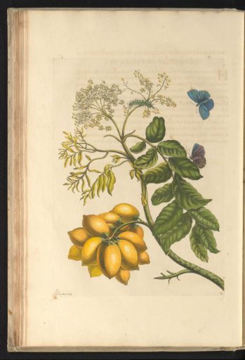 Yellow mombin plum (Spondias mombin) with two butterflies, caterpillar and pupa