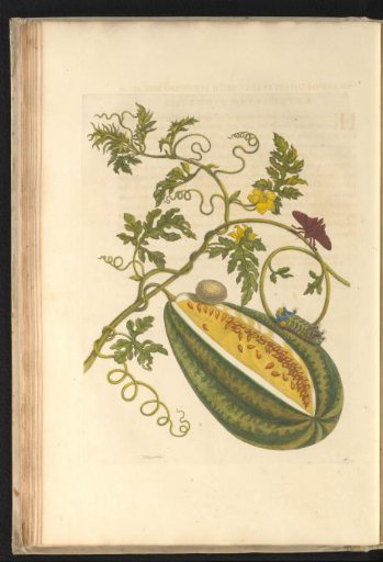 Watermelon (Citrullus lanatus) with butterfly, caterpillar and cocoon
