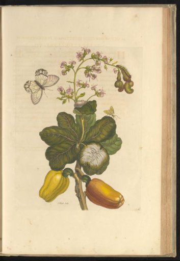 Cashew (Anacardium occidentale) with butterflies, caterpillars, cocoon and pupa