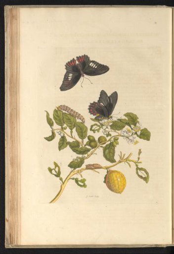 Lime plant (Citrus aurantiifolia) with butterflies, caterpillar, pupa and other insects