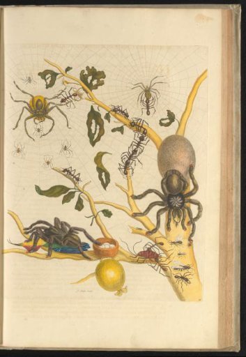 Guava (Psidium guajava) with banana spiders, parasol ants, rose-legged tarantulas and other insects