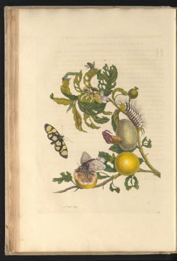 Guava (Psidium guajava) with butterfly, moth, caterpillars and other insects