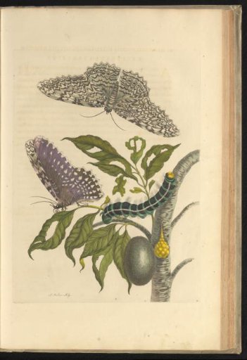 Branch of a tree (Bursera simaruba) with nocturnal moth, caterpillar and cocoon