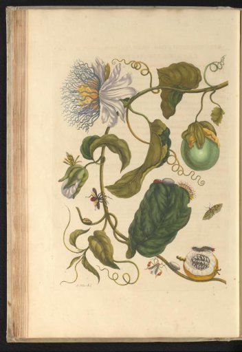 Passion flower and passion fruit (Passiflora laurifolia) with nocturnal moth, caterpillar, leaf-footed bug and other insects