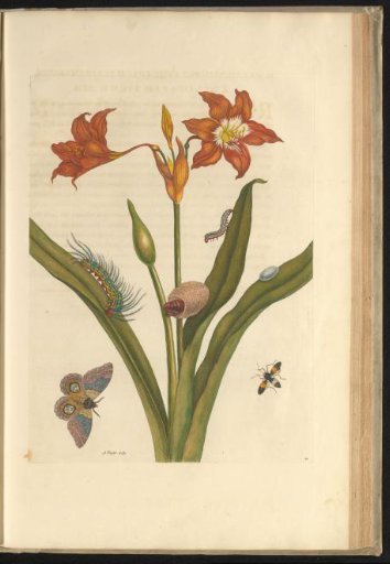 Red lilies (Hippeastrum puniceum) with nocturnal moth, caterpillars, cocoon and bug