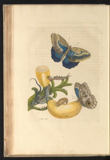 Banana (Musa) with butterflies, caterpillars, pupae, and a praying mantis