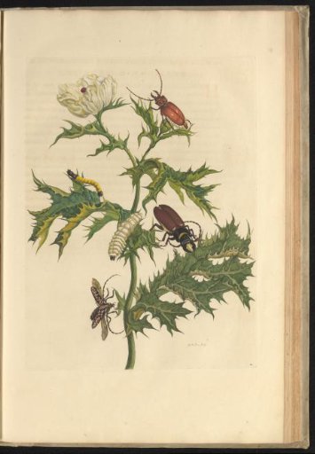Mexican poppy (Argemone mexicana) with beetles and larvae