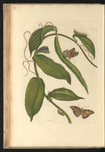 Vanilla orchid (Vanilla planifolia) with a butterfly, caterpillar, and other insects
