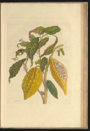 Cacao tree (Theobroma cacao) with a moth, caterpillar, and pupa