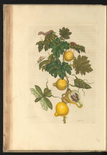 Nipple fruit (Solanum mammosum) with two praying mantises, caterpillars, and other insects