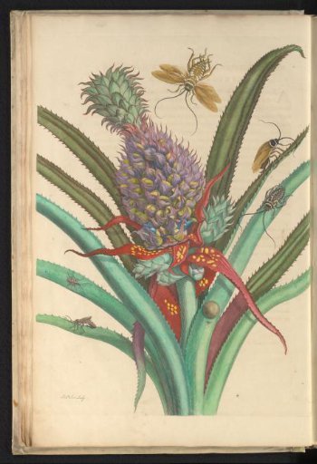 Pineapple Plant (Ananas comosus) with Cockroaches