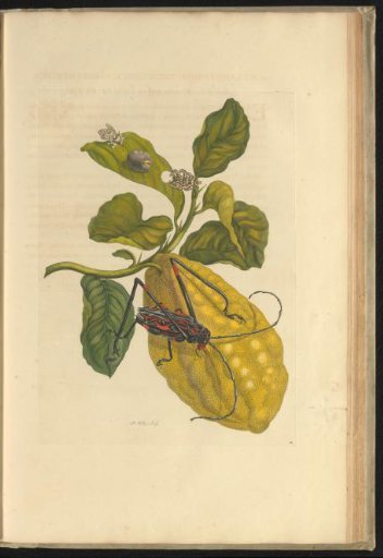 Citron (Citrus medica) with a harlequin beetle and other insects