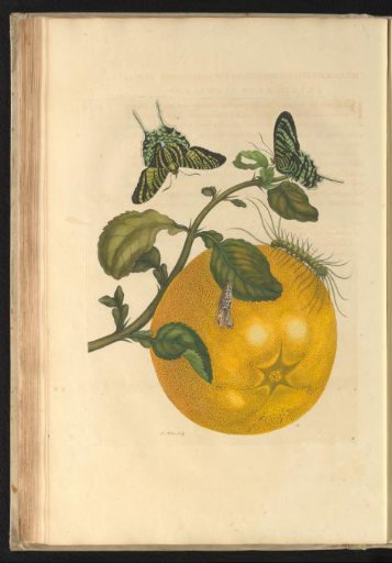 Grapefruit (Citrus maxima) with two moths, a caterpillar, and a pupa