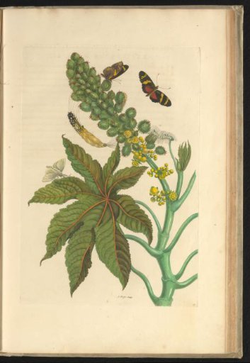 Castor oil plant (Ricinus communis) with butterflies, a moth, and a caterpillar